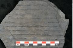 Foto (Detailansicht) von Sigillaria elongata Brongniart (NHMW-GEO-2024-0188-11072)